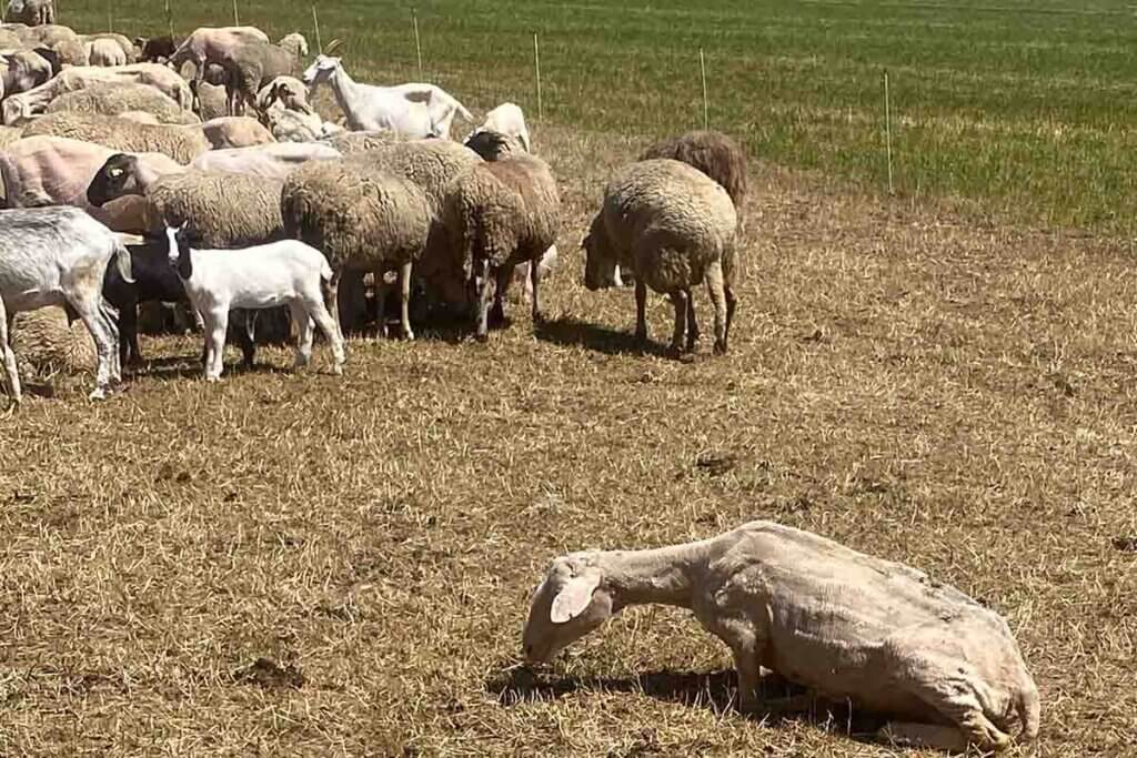 schafe auf der weide