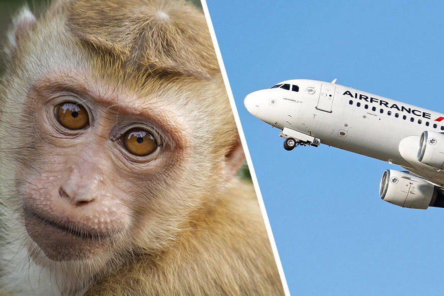 Erfolg: Air France beendet den Transport von Affen in Labore