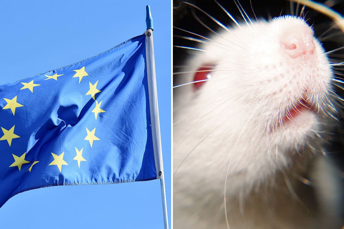 Tierversuche in der EU: Laut Statistik leiden über 10,5 Millionen Tiere