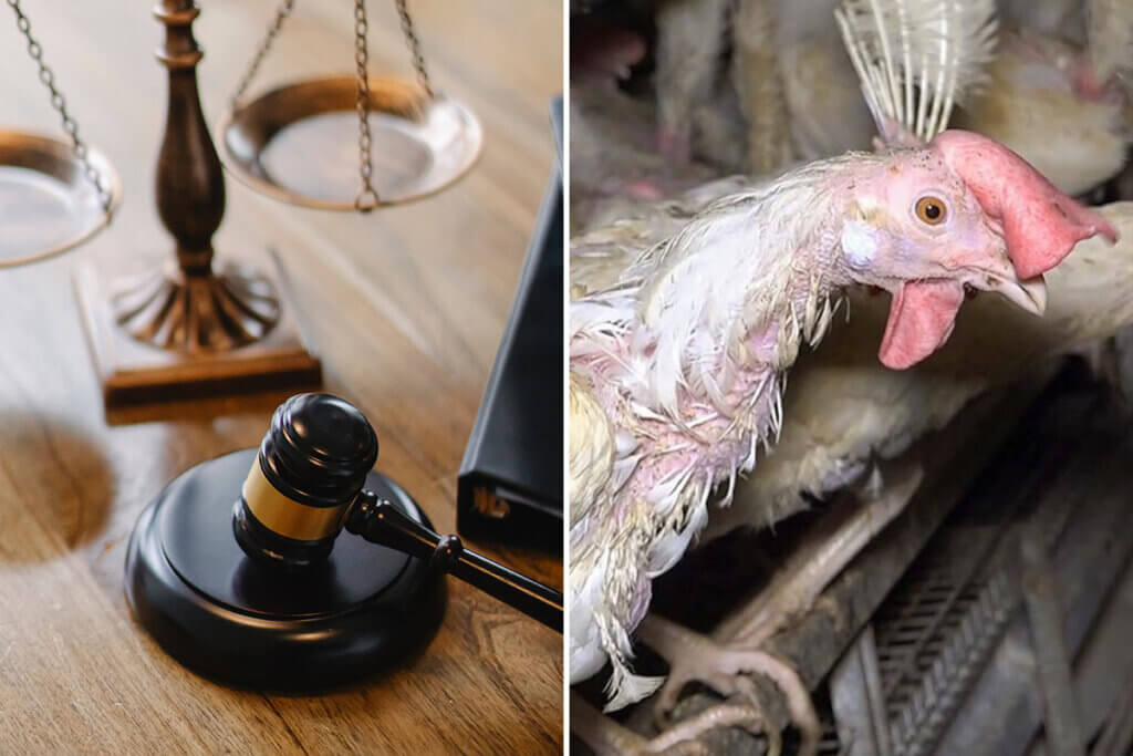 Collage. Gerichtshammer und Huhn im Stall