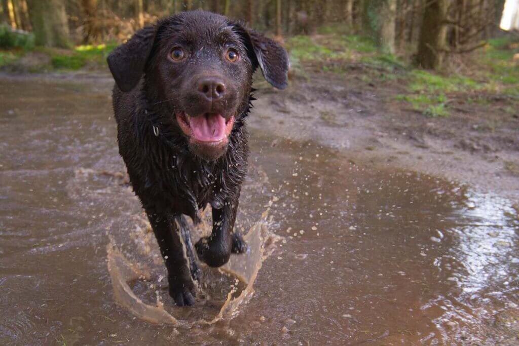 Hund rennt durch Matsch