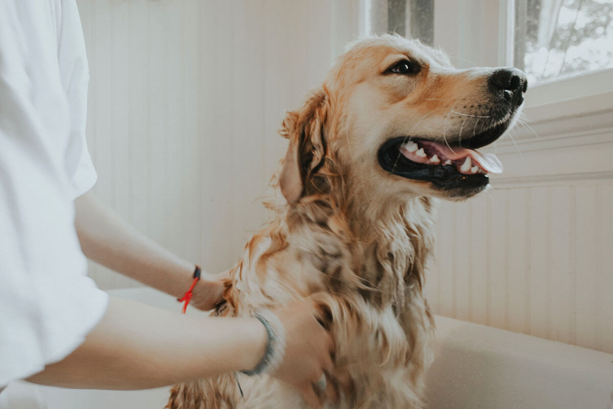 Hund waschen: Wie oft sollte man einen Hund waschen?