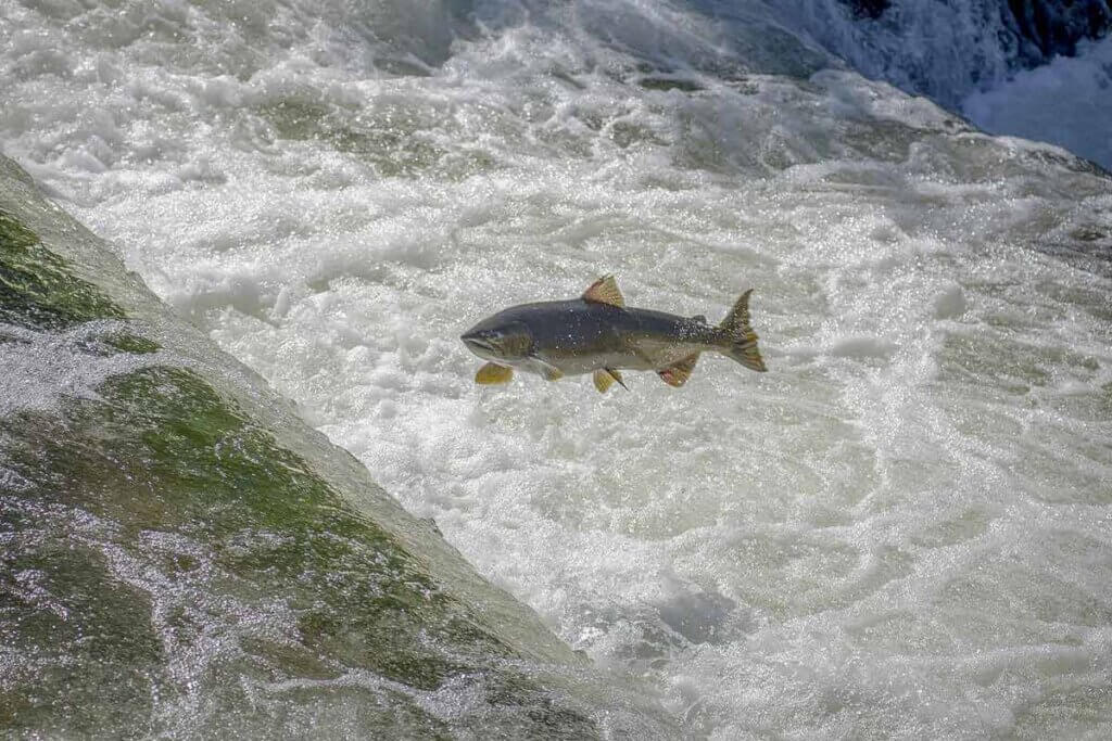 Lachs wandert stromaufwaerts