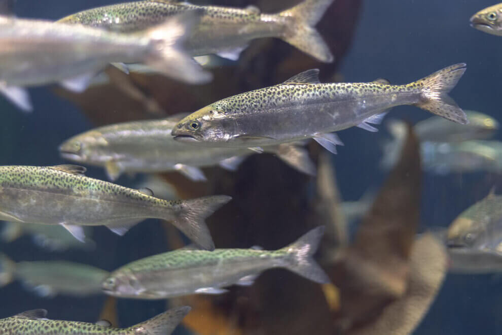 Der Lachs 11 faszinierende Fakten über Lachse