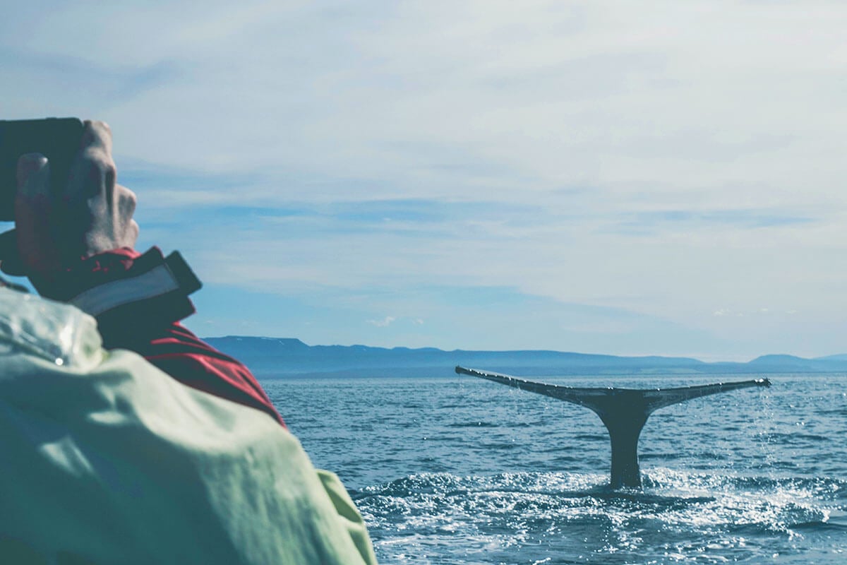 Whale Watching: Tierquälerei oder Beitrag zum Tier- und Artenschutz?