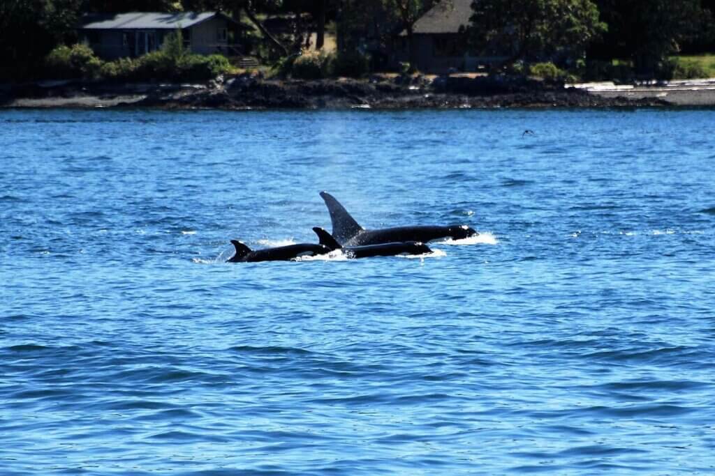 Orcas schwimmen im Meer