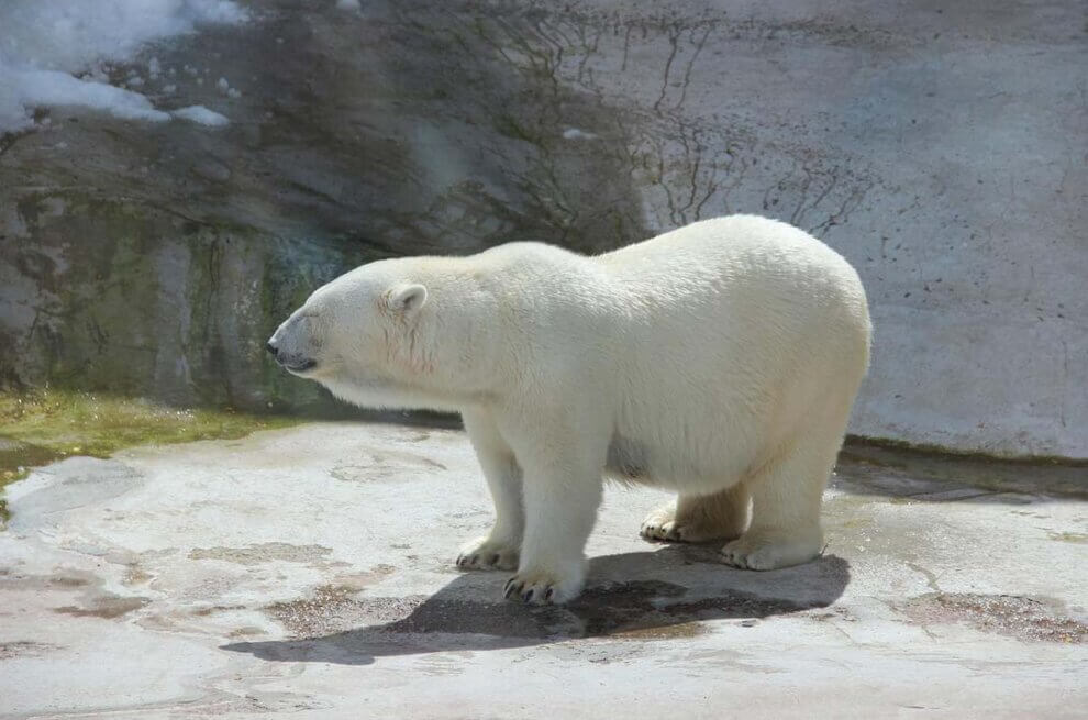eisbär in der hitze