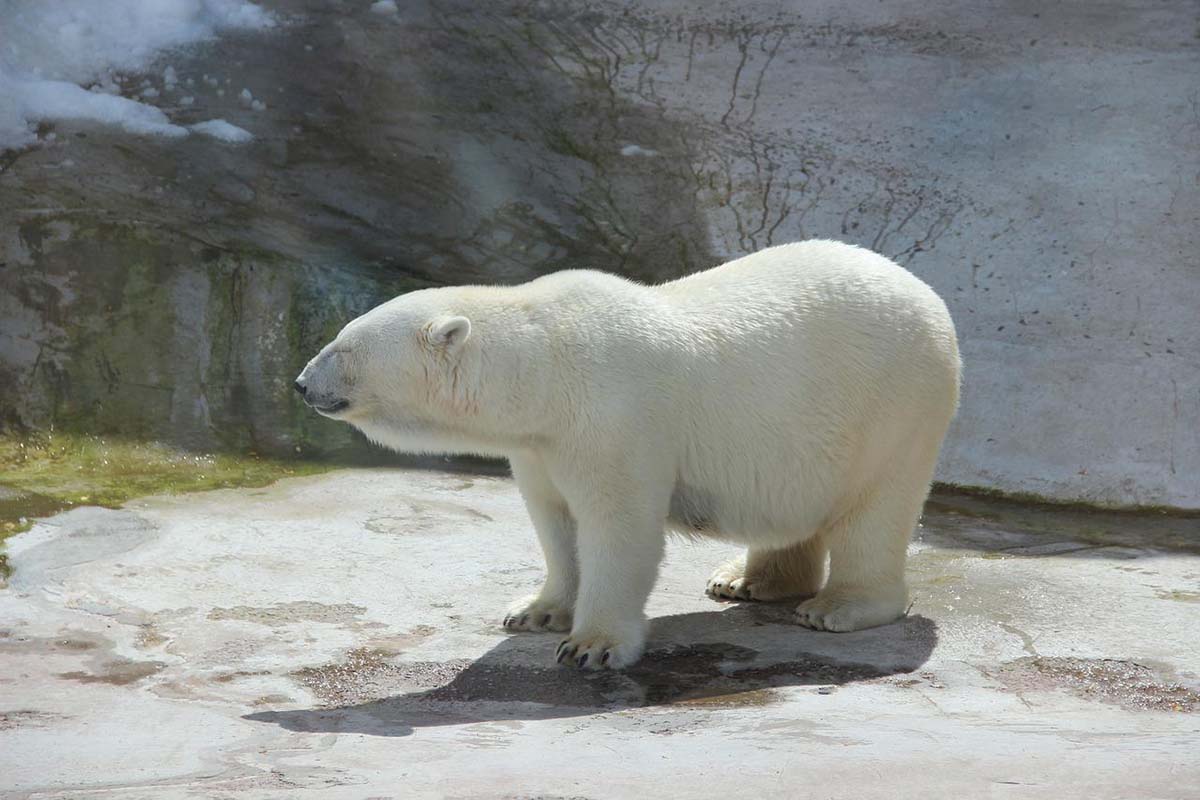 Hitzestress: So schlecht geht es Eisbären im Zoo im Sommer