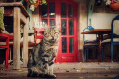 katze im cafe