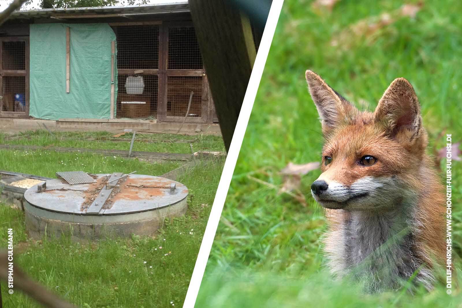 Neunkircher Zoo unterstützt Tierfolter mit neuem Fuchsgehege