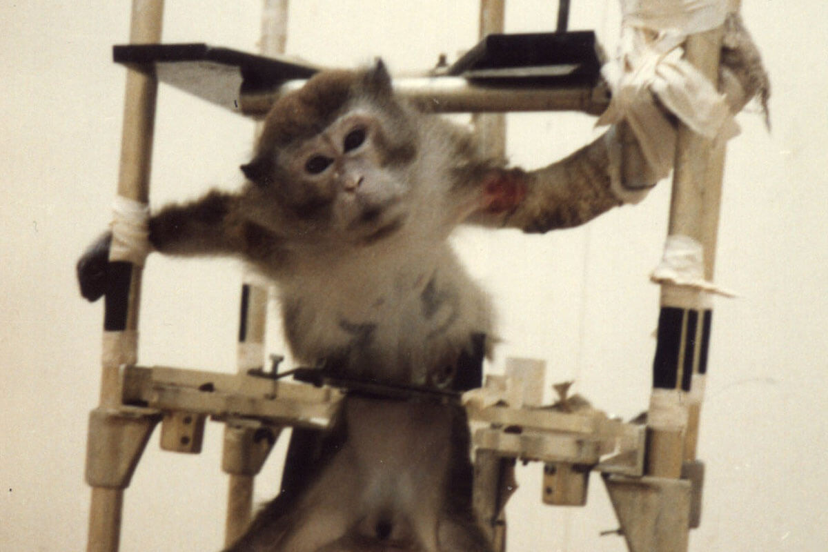 Welche Tierversuche gibt es? Die 6 absurdesten Experimente