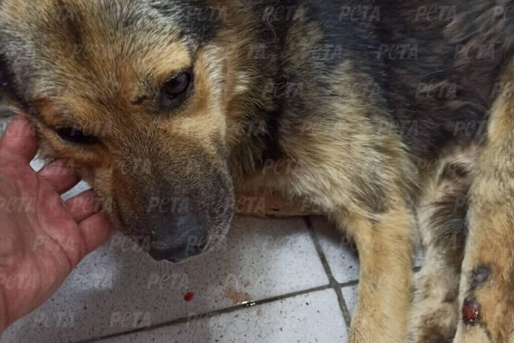 Geretteter Hund aus der Ukraine