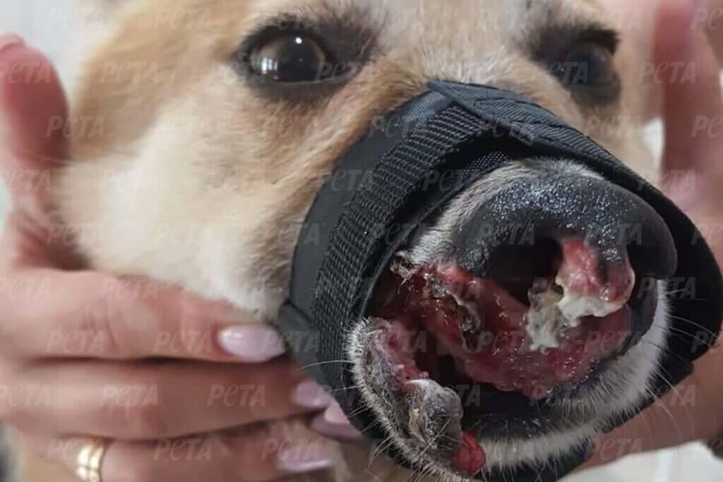Hund mit Verletzung durch einen Luftangriff