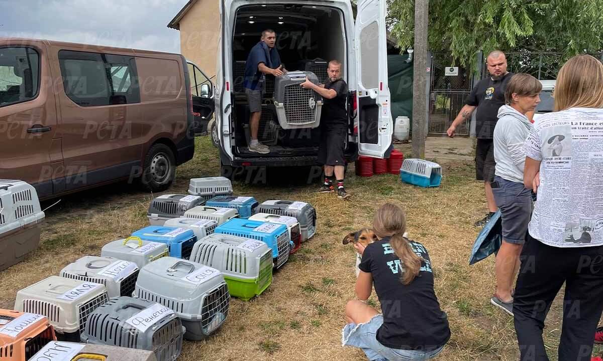 Helfende evakuieren Tiere aus der Ukraine