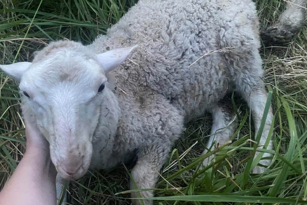 Gerettetes Schaf
