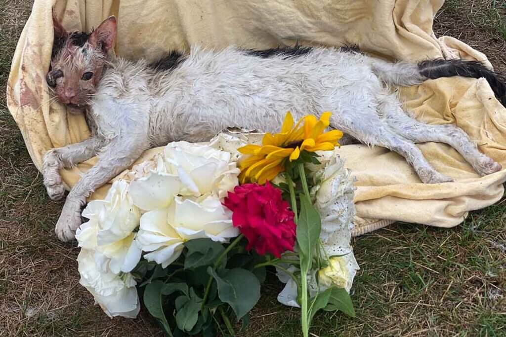 toter kater mit blumen