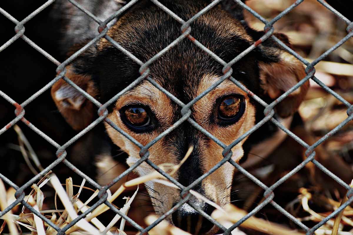 Aufnahmestopps: Tierheime wegen Pandemie-Tieren am Limit