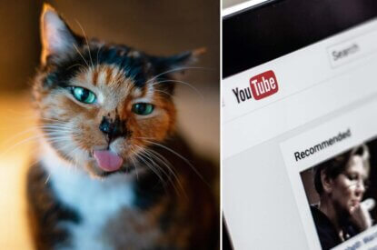 Collage. Katze und Laptop