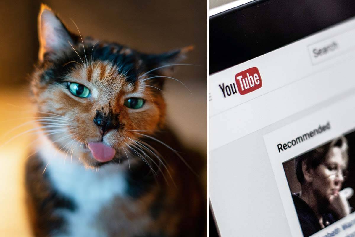 Warum „lustige“ Tiervideos im Internet eigentlich traurig sind