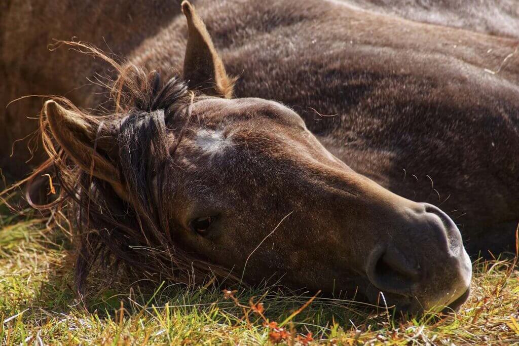 Pferd liegt am Boden