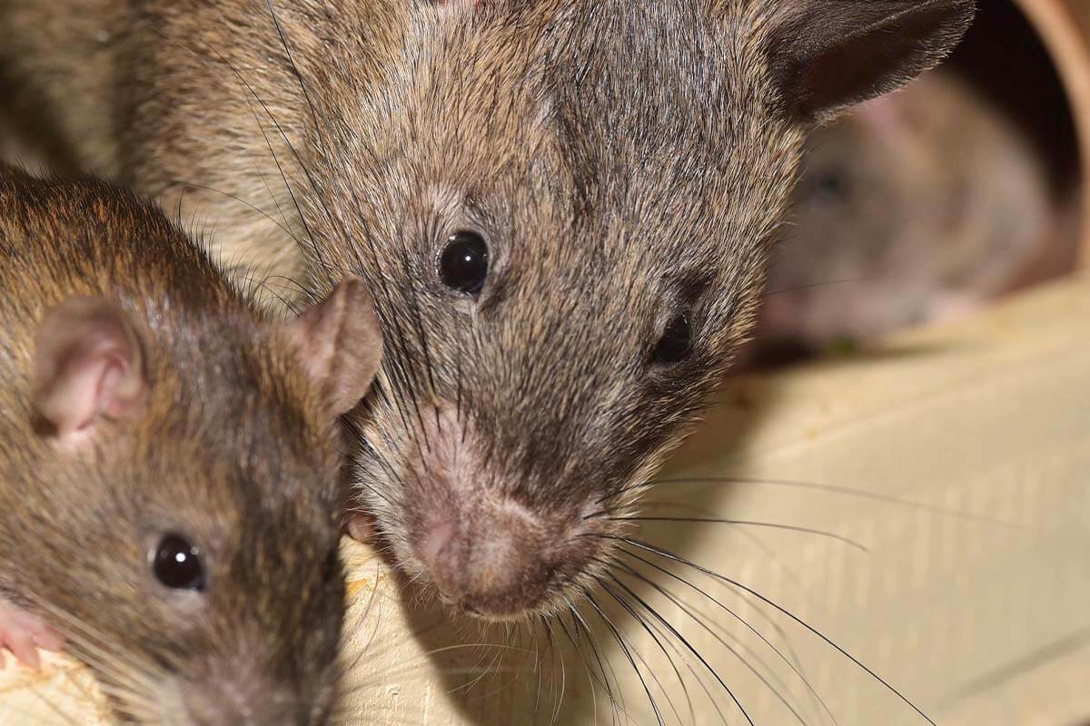 Ratten als Haustiere Alle Tipps zur artgerechten Rattenhaltung