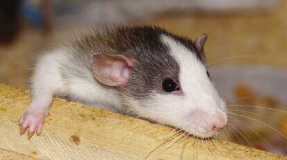 Ratte als Haustier halten