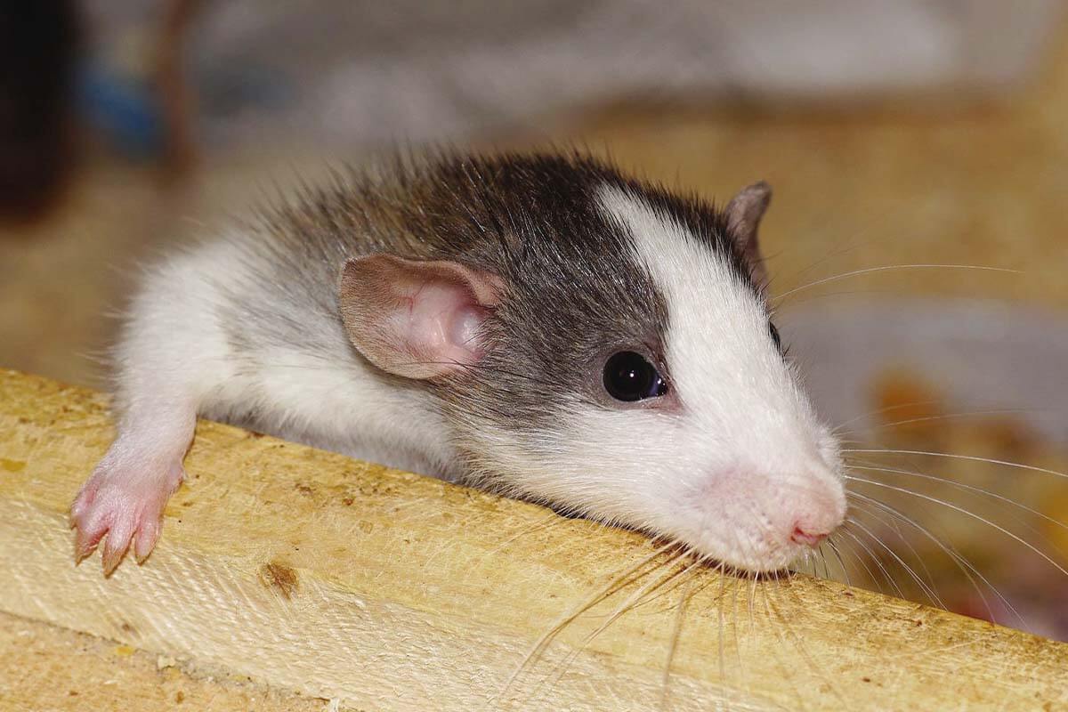 Ratten als Haustiere: Alle Tipps zur artgerechten Rattenhaltung