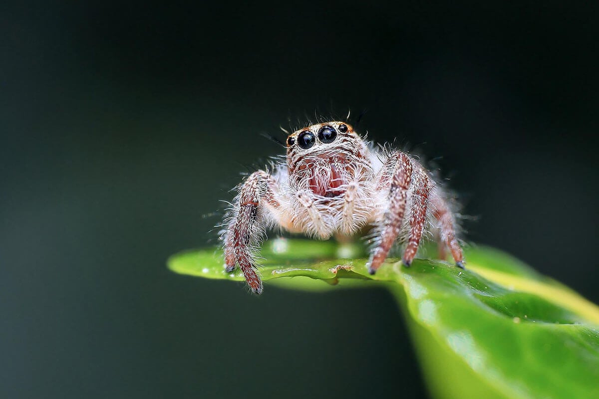 Neue Studie: Träumen Spinnen so wie Hunde und Menschen?