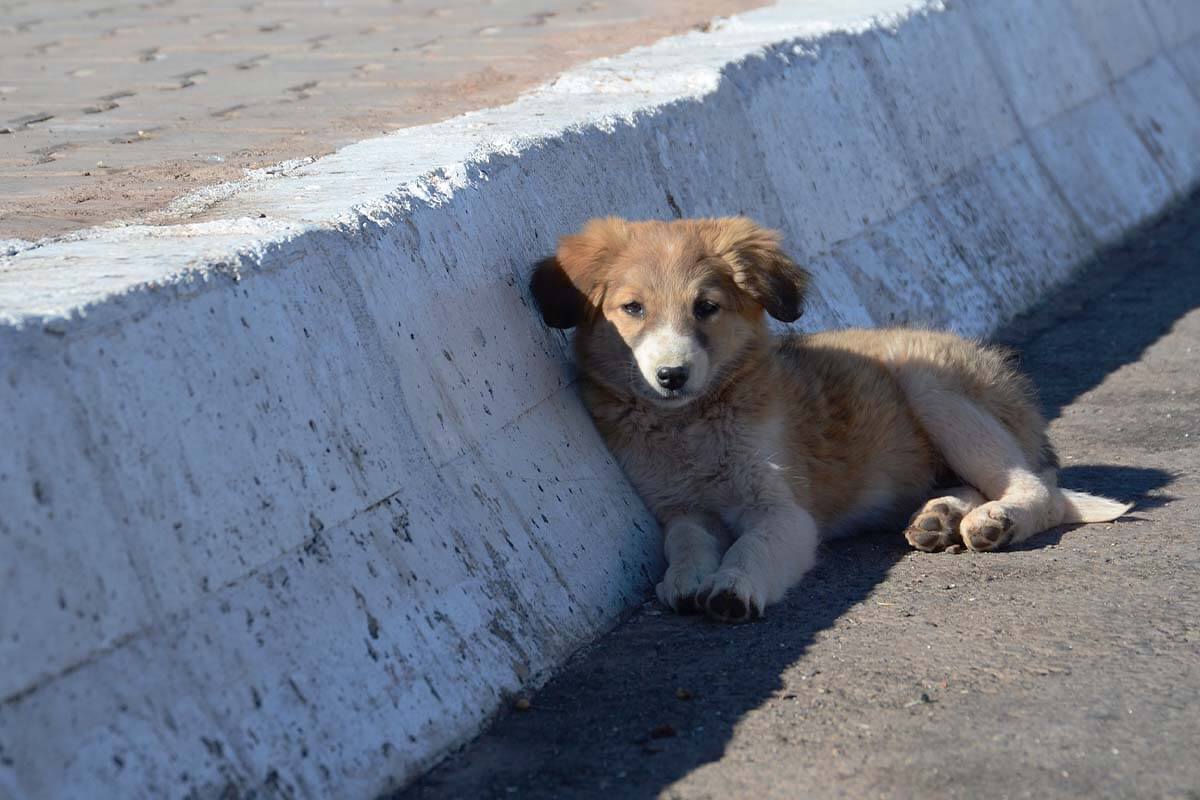 Ausgesetzte Tiere: Infos und Tipps zur Hilfe im Notfall