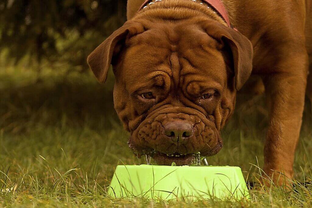franzaesische bulldogge trinkt