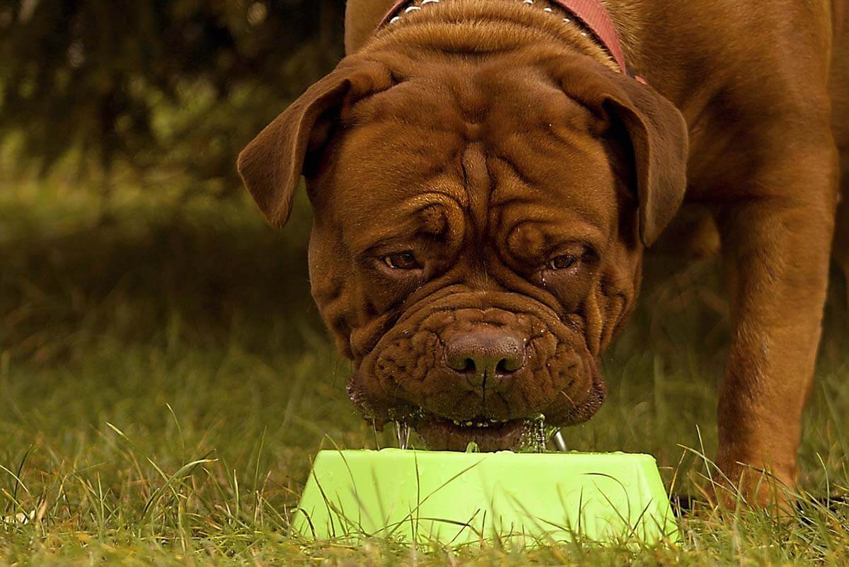 Hitzewellen: Tödliche Gefahr für kurznasige Hunde und Katzen