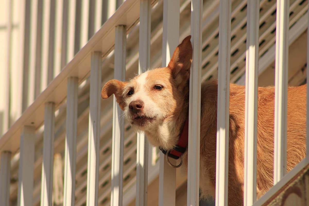 Hund bei 30 Grad in praller Sonne auf Balkon ausgesperrt