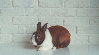 kaninchen