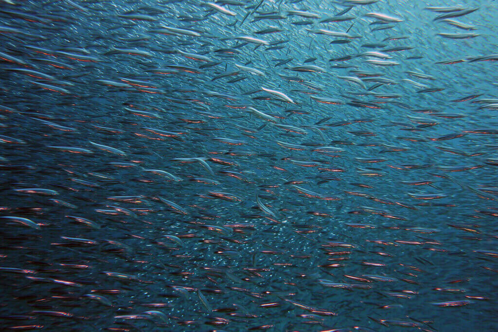 Fischschwarm