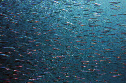 Fischschwarm