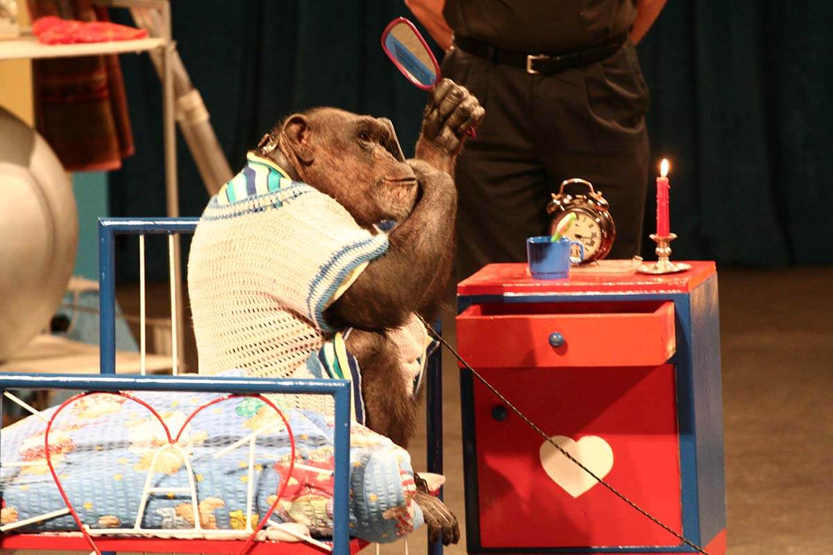 Schimpansenshow des Schwabenparks: Affe betrachtet sich im Spiegel