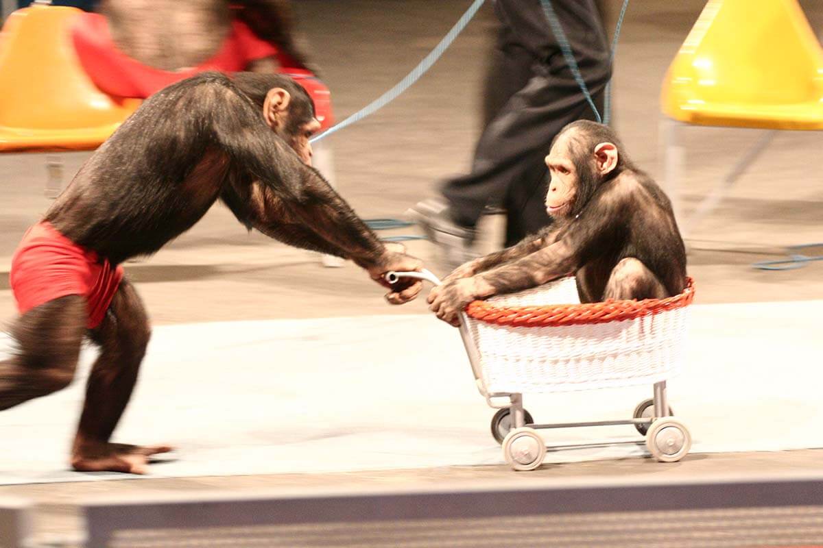 Schimpansenshow des Schwabenparks: Affe schiebt einen Kinderwagen