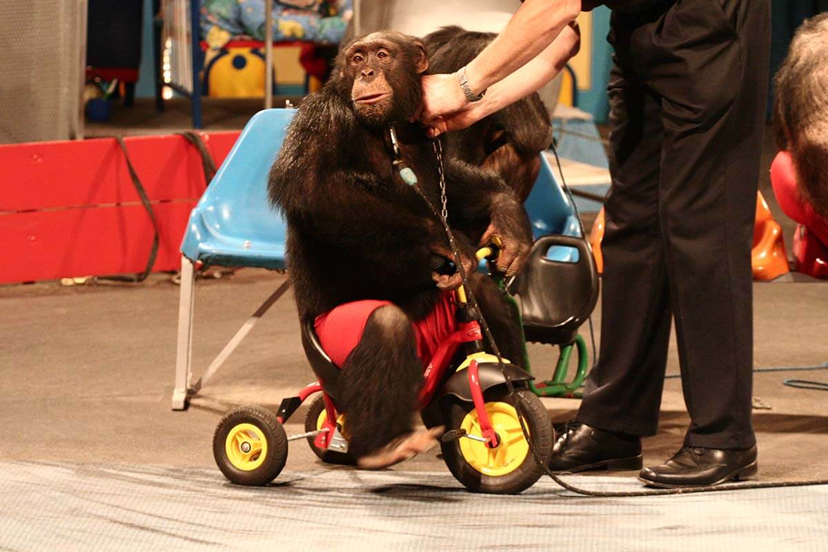 Schimpansenshow des Schwabenparks: Affe faehrt Dreirad