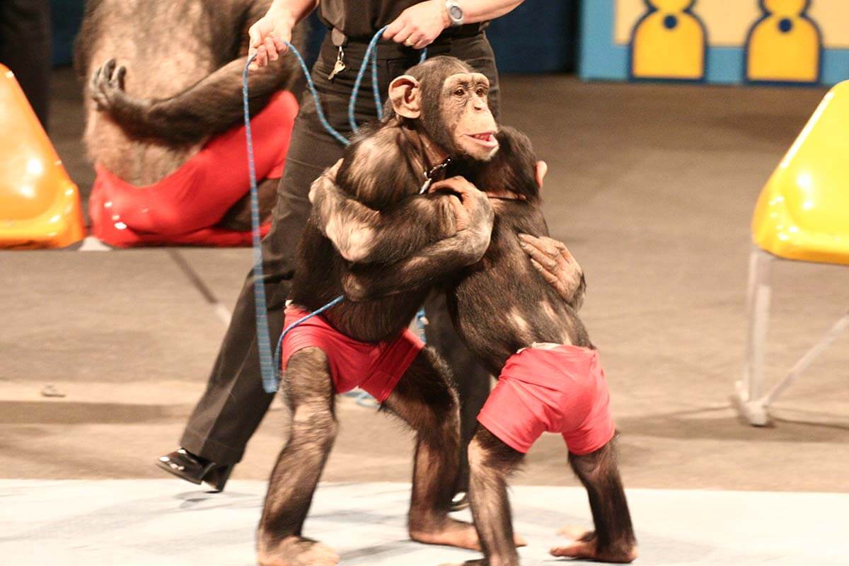 Schimpansenshow des Schwabenparks: Affen umarmen sich