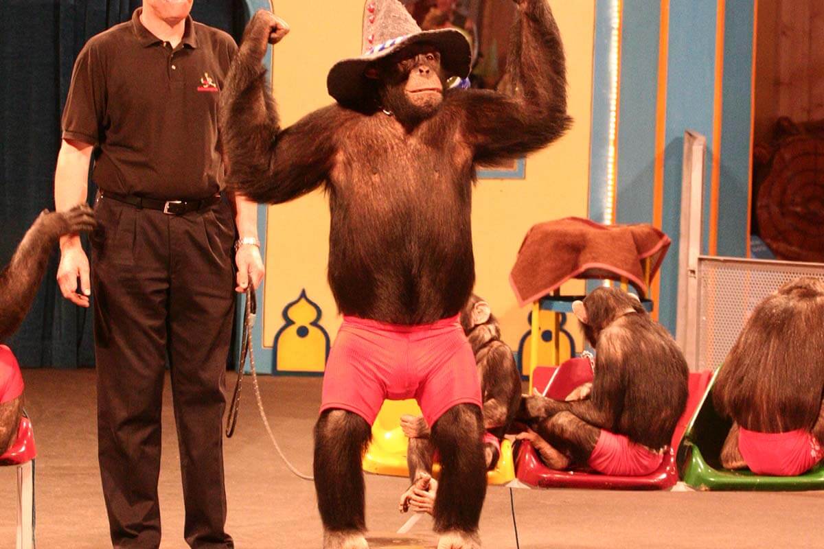 Schimpansenshow des Schwabenparks: Affe traegt eine Muetze