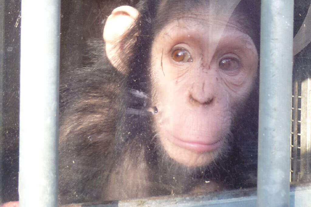 Schimpanse im Schwabenpark eingesperrt