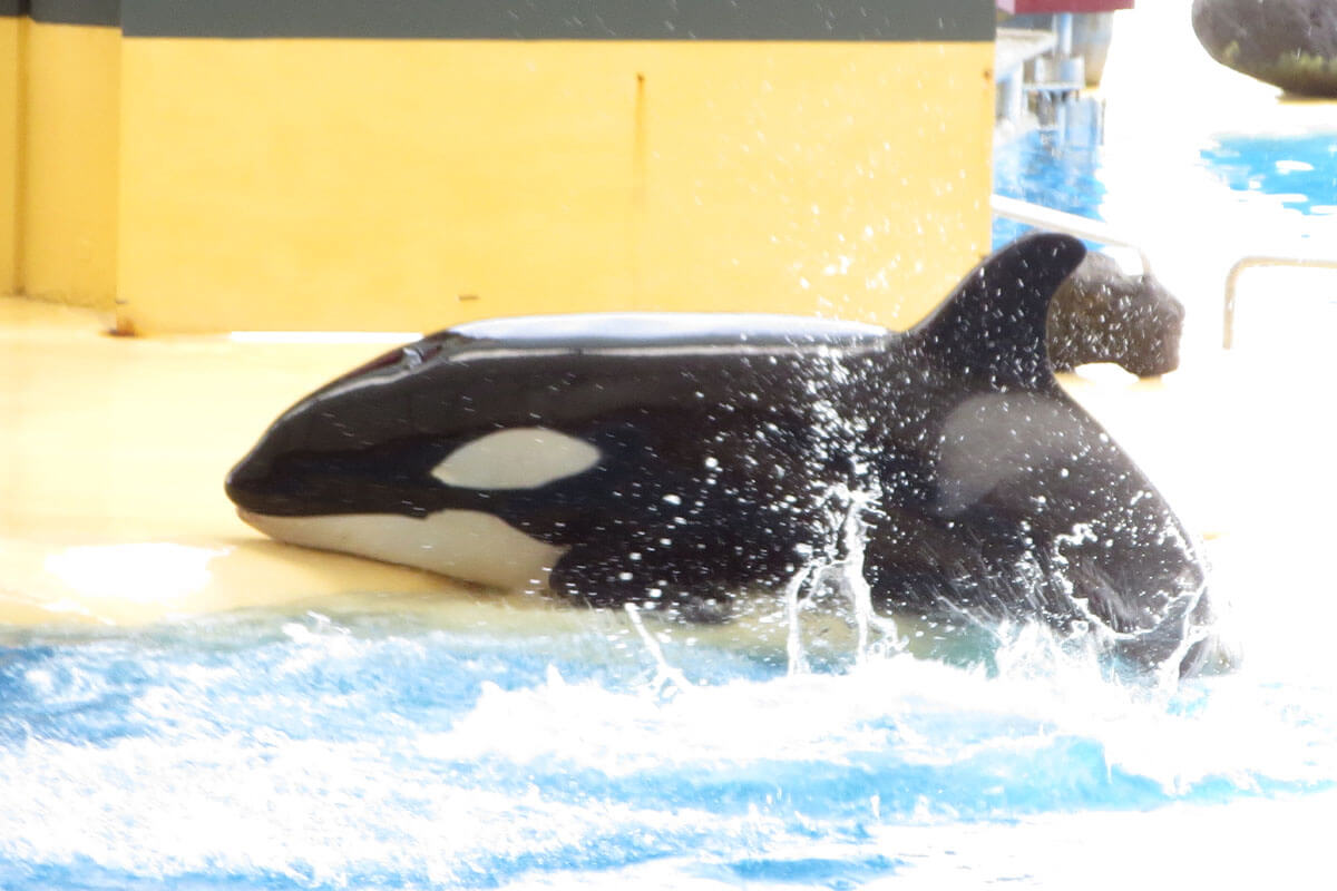 Loro Parque: Third orca dies in 18 months