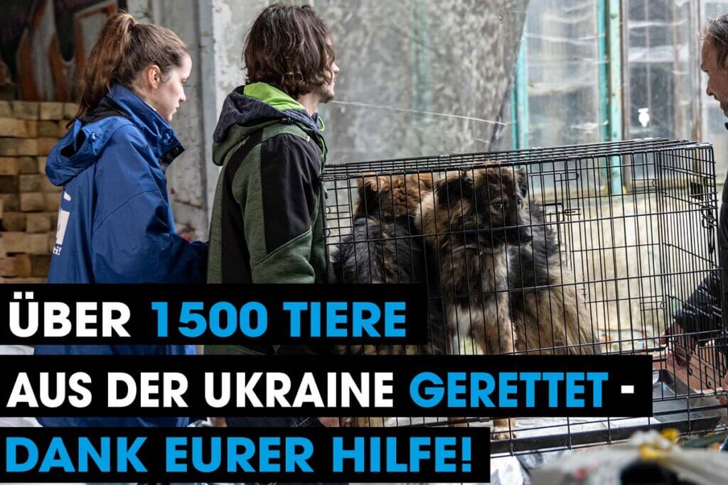 PETA rettet Tiere aus Ukraine