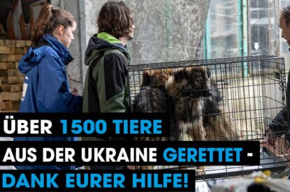 PETA rettet Tiere aus Ukraine