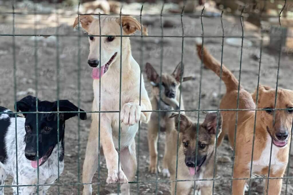 Gerettete Hunde aus der Ukraine