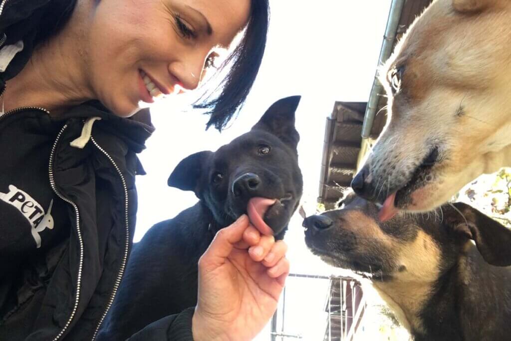 Hund Craiu mit anderen Hunden und PETA Mitarbeiterin