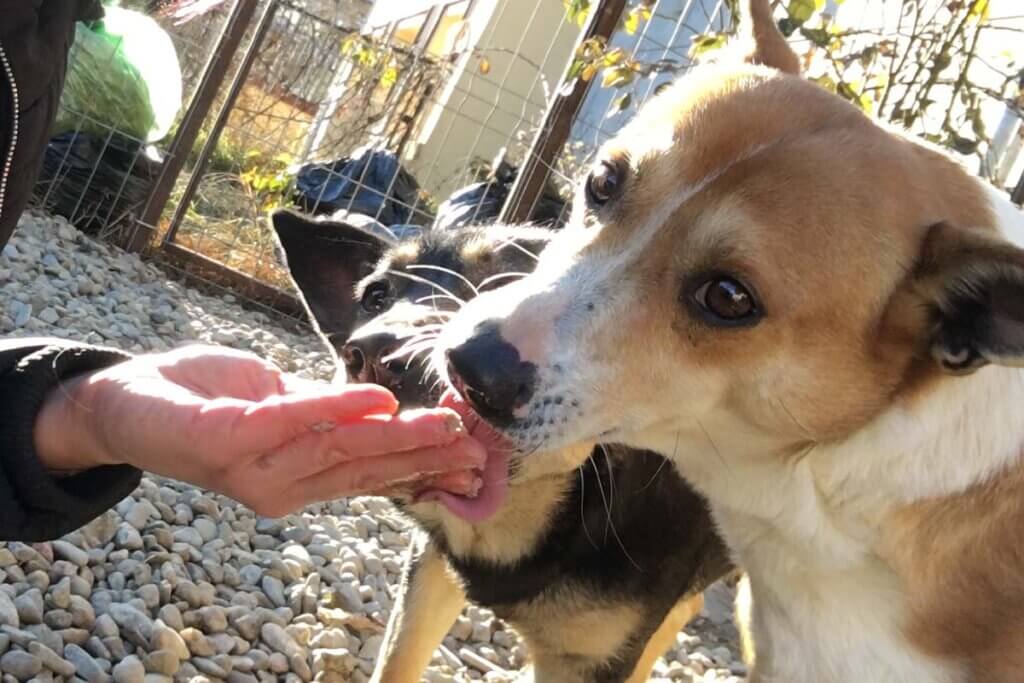 Geretteter Hund Craiu aus Rumaenien