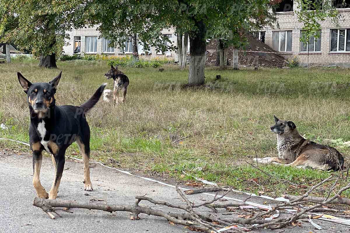 Hunde auf der Strasse in Kiev Ukraine