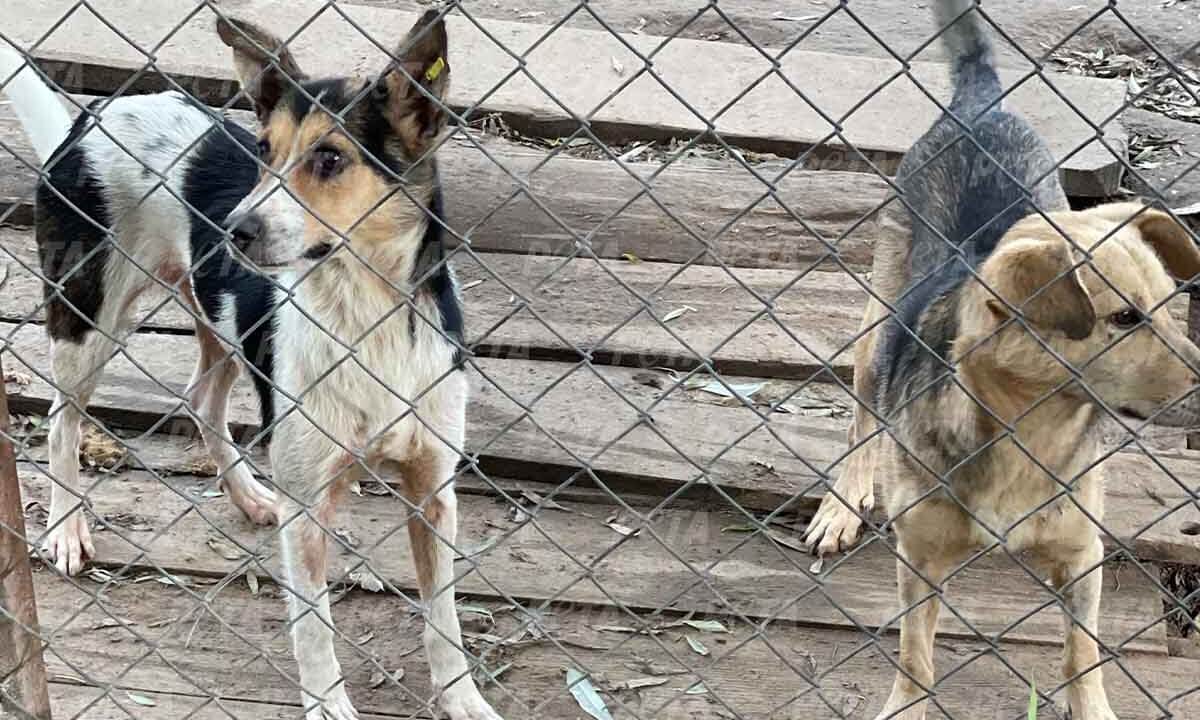Hunde hinter einem Zaun in Kiev Ukraine