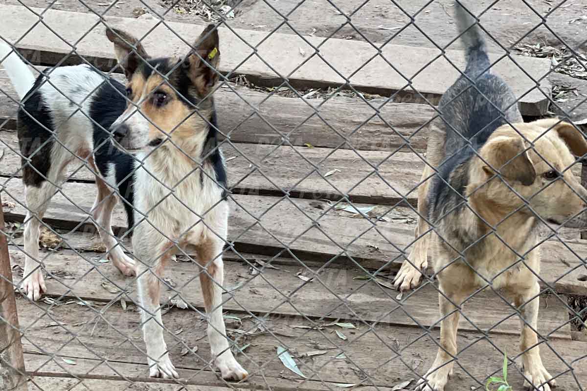 Hunde hinter einem Zaun in Kiev Ukraine